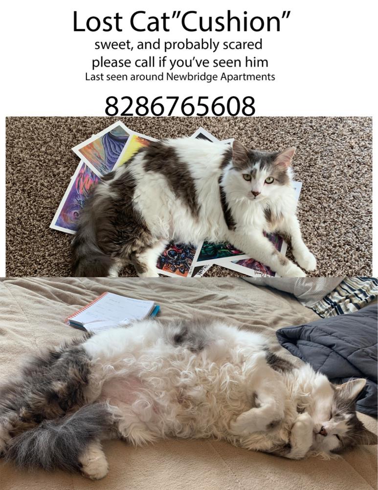 Image of cushion, Lost Cat