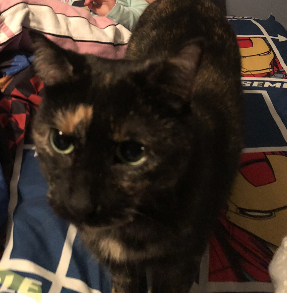 Image of Coco, Found Cat