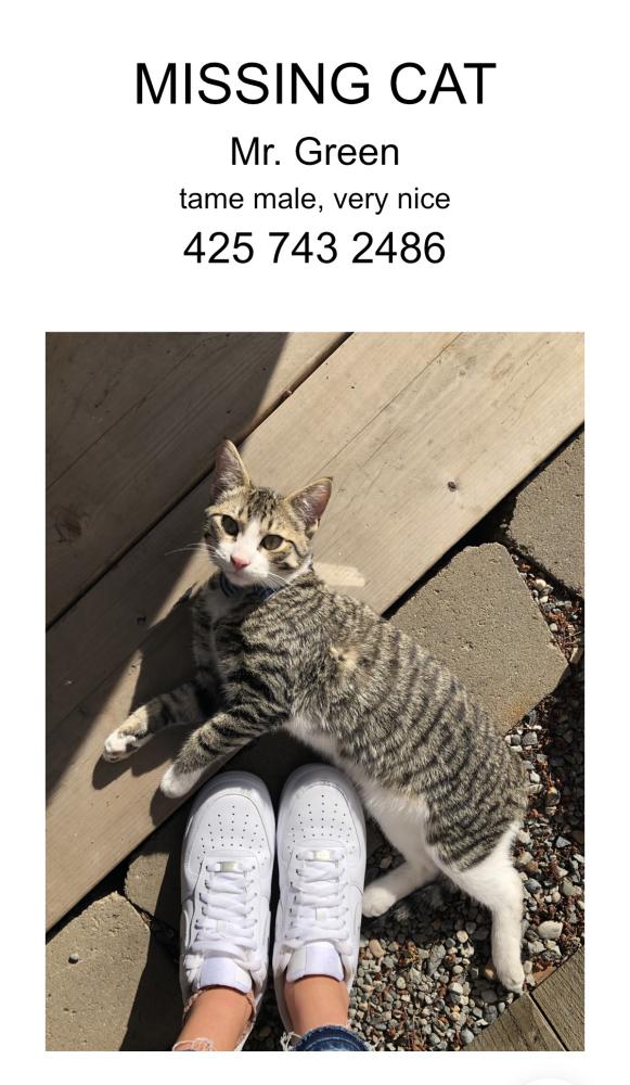 Image of Mr. Green, Lost Cat