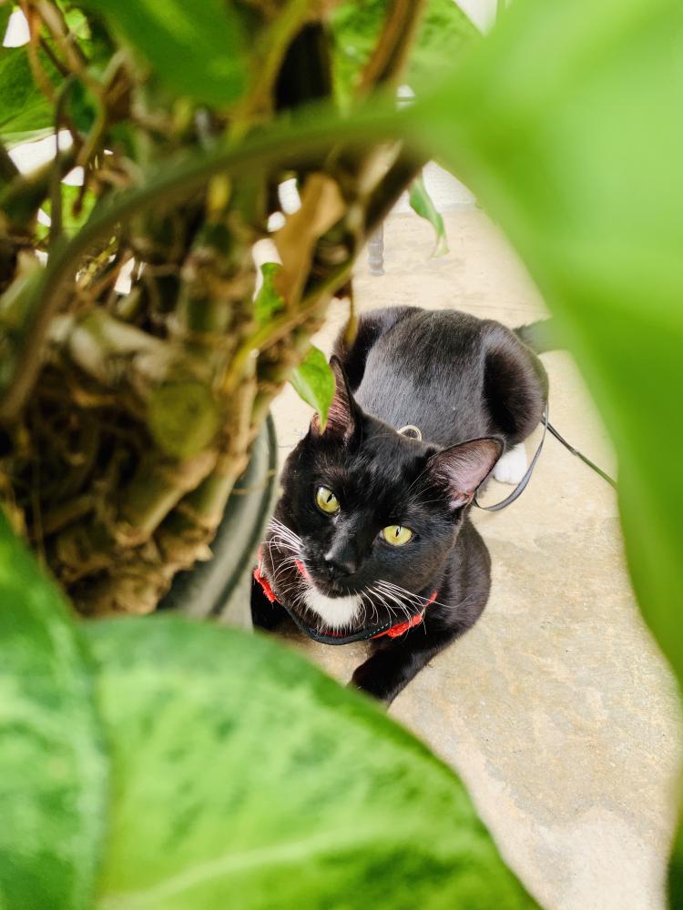 Image of Cornelius Gomez, Lost Cat