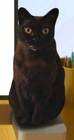 Image of Django (Jan-Go), Lost Cat