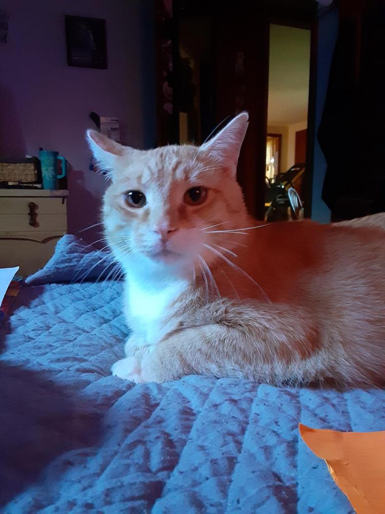 Image of Orpheo, Lost Cat