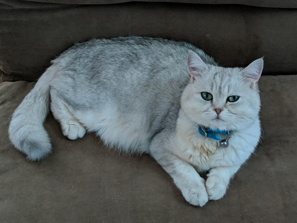 Image of Cozy, Lost Cat