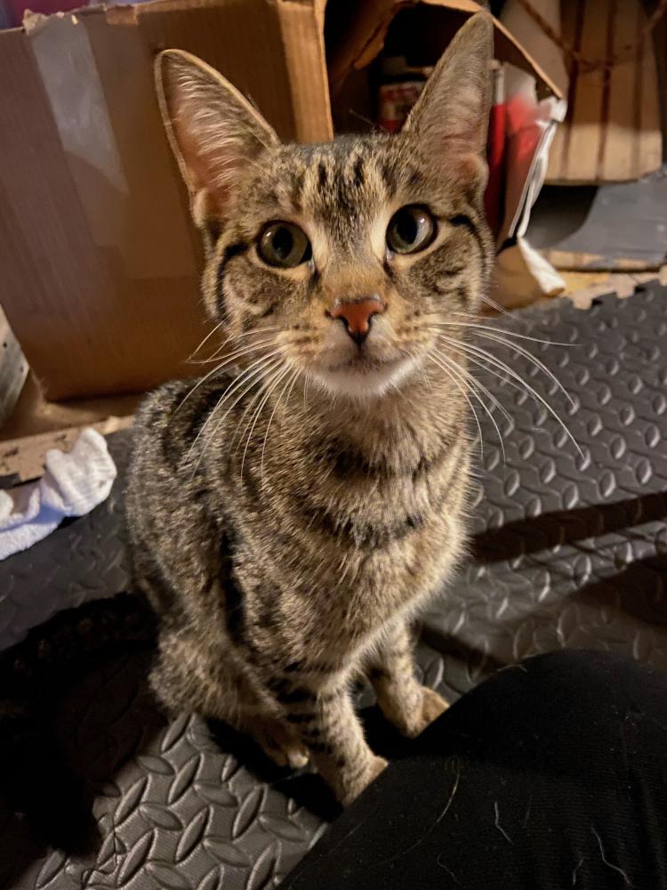 Found Cat American Shorthair in QUAKERTOWN, PA Lost My Kitty