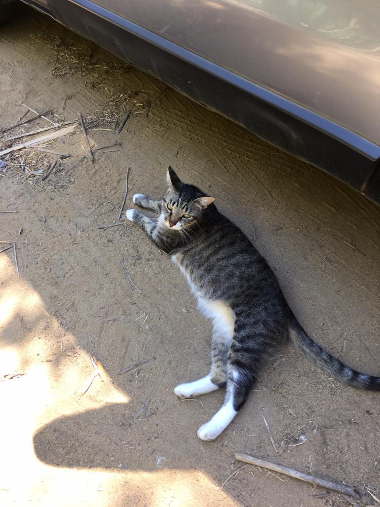 Image of Yogi, Lost Cat