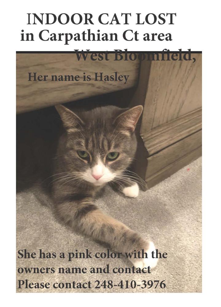 Image of Hasley, Lost Cat