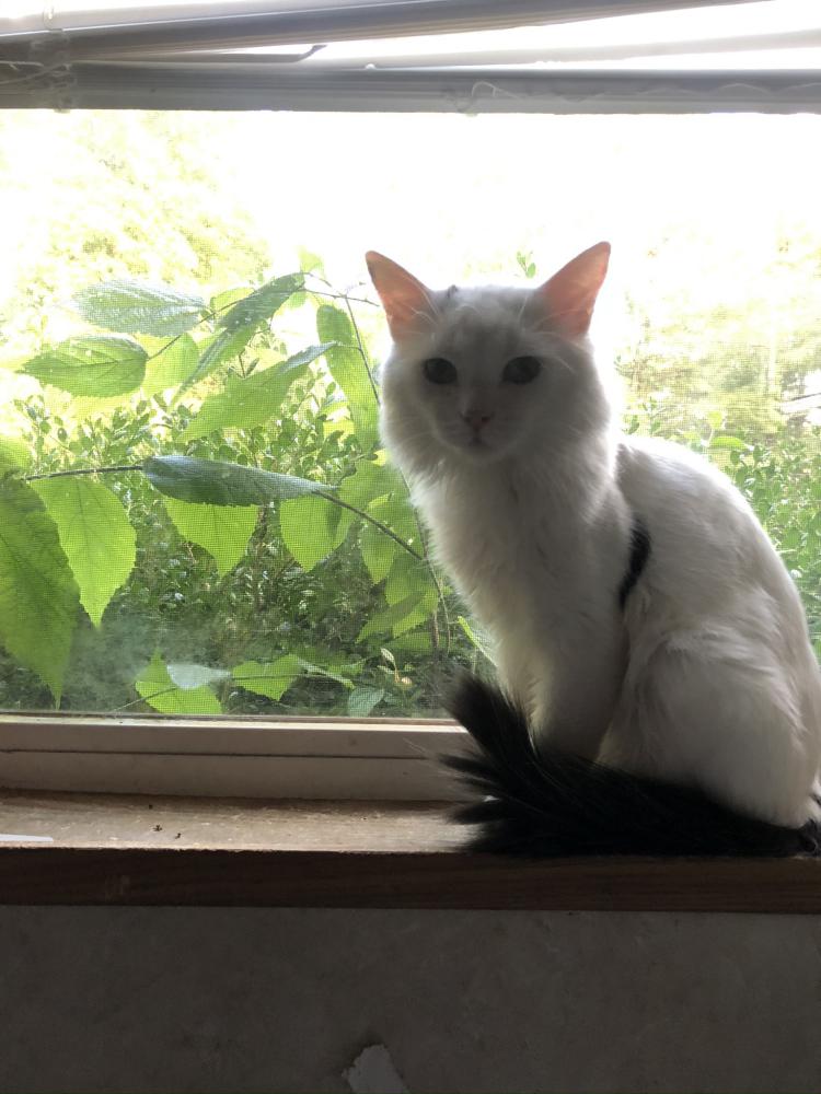 Image of Peep, Lost Cat