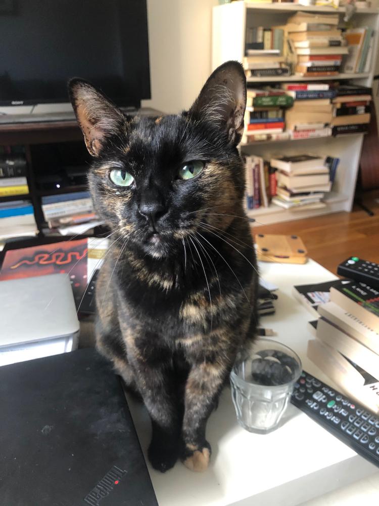 Image of Frieda, Lost Cat