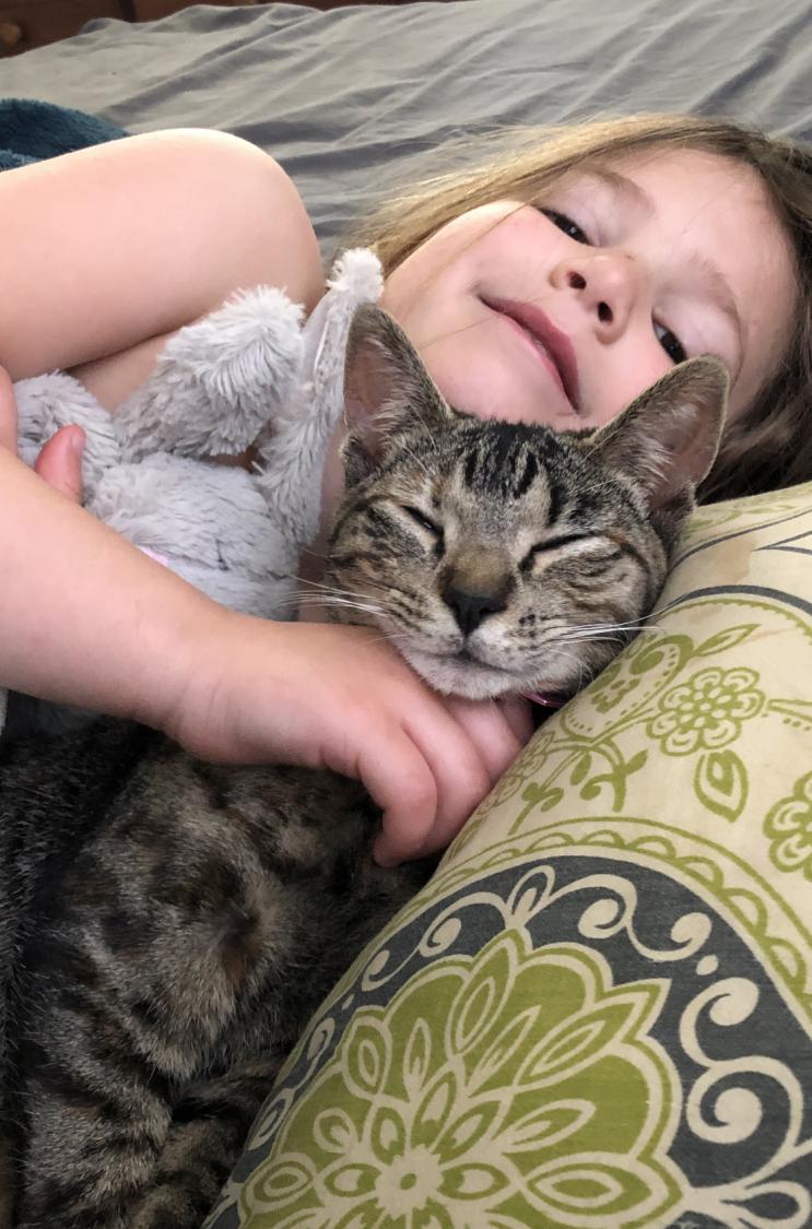 Image of Shyanne, Lost Cat