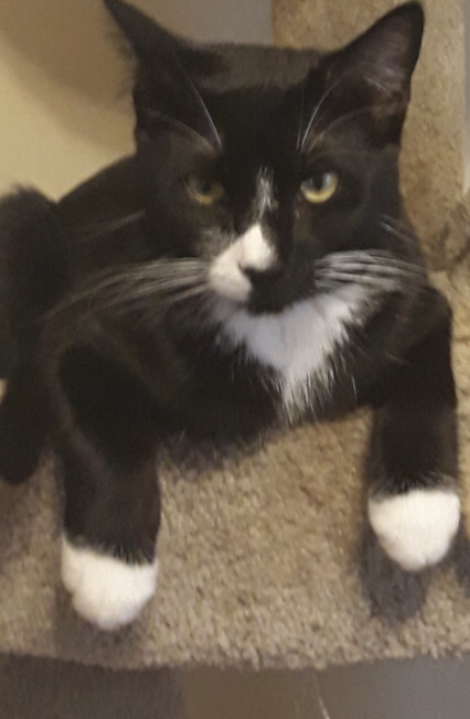 Image of Wilson, Lost Cat