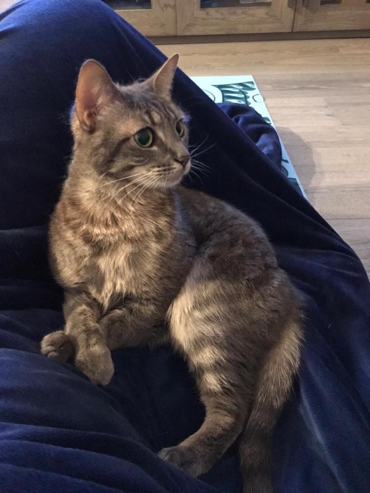 Image of Angelica, Lost Cat