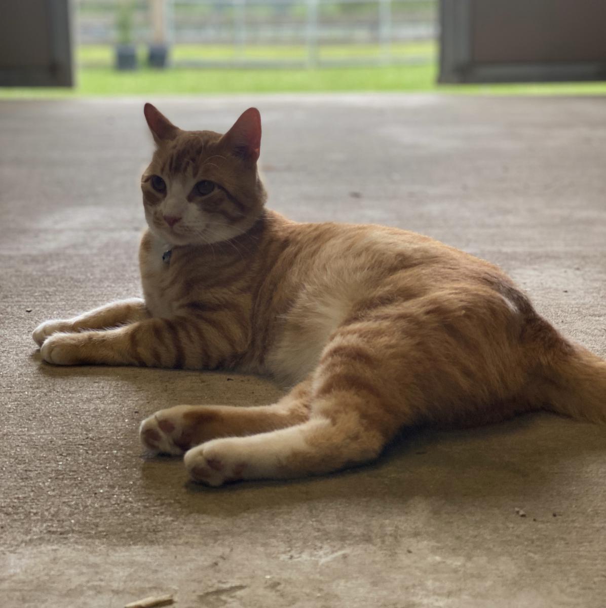 Image of O’Malley, Lost Cat