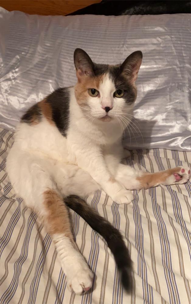 Image of Muffy, Lost Cat