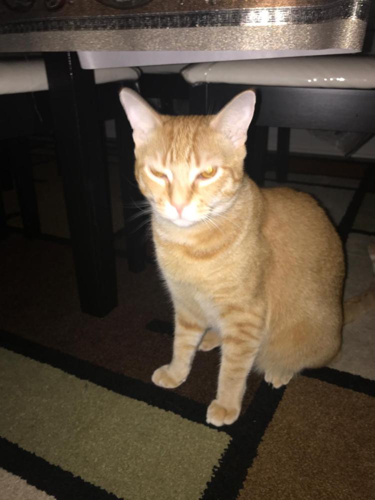 Image of Fire, Lost Cat