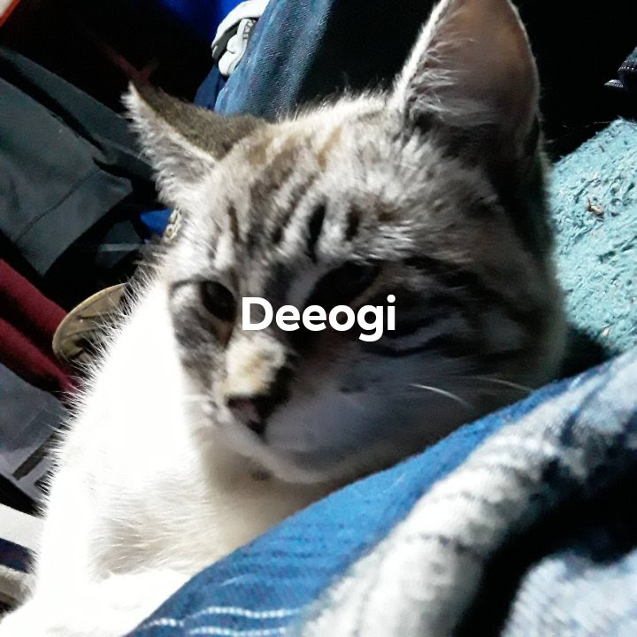Image of Deeogi, Lost Cat