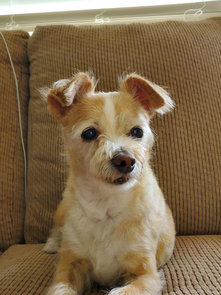 Image of Yumi, Lost Dog