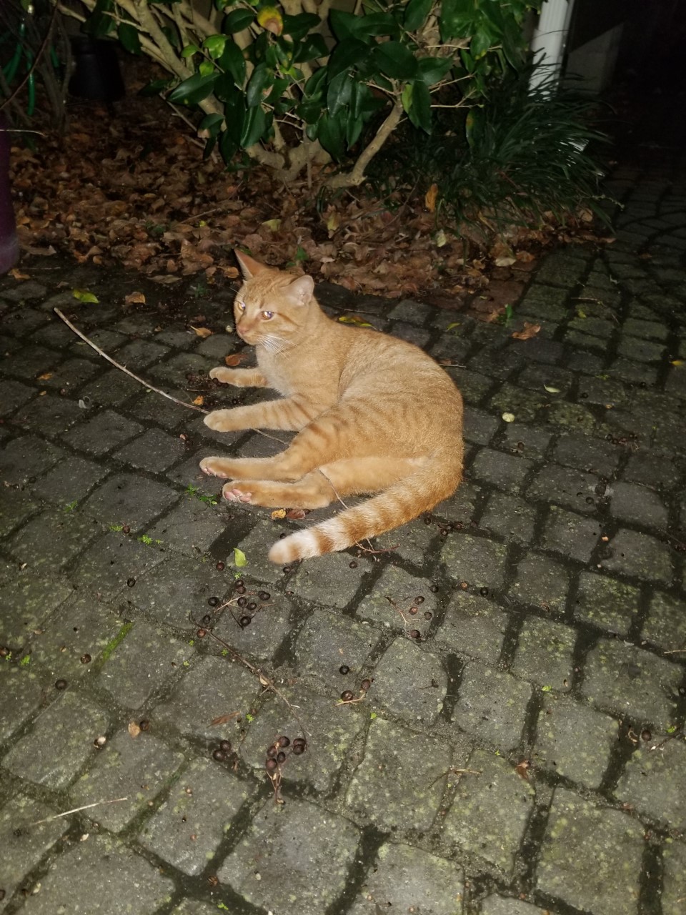 Image of Unknown, Found Cat
