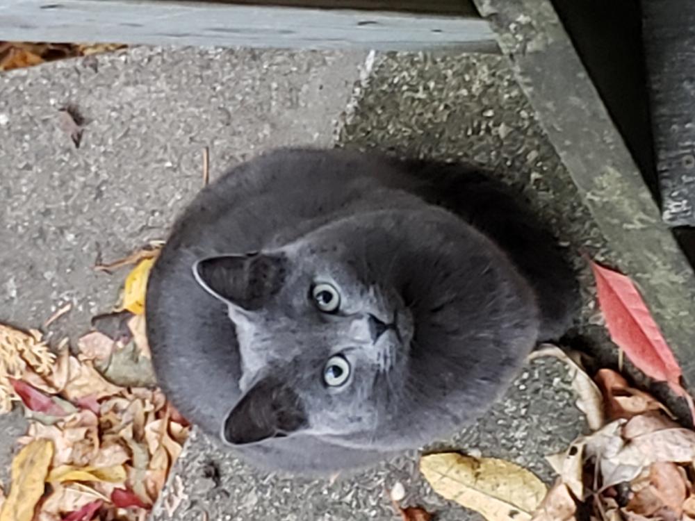 Image of unknown but chipped, Found Cat