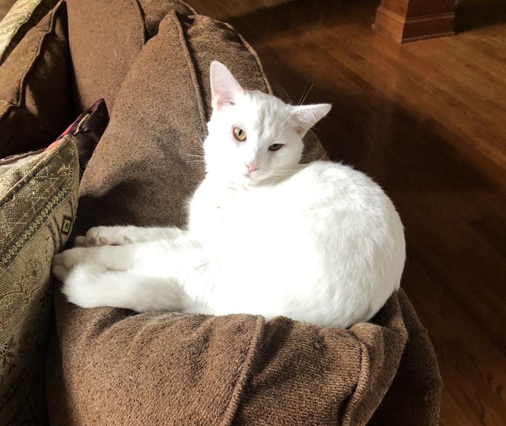Image of Casper, Found Cat