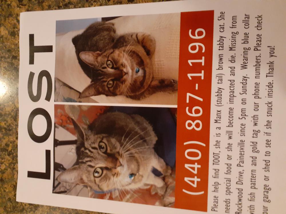 Image of Toot, Lost Cat
