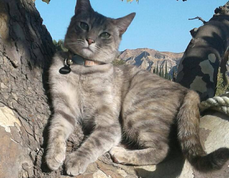 Image of Nebbia, Lost Cat
