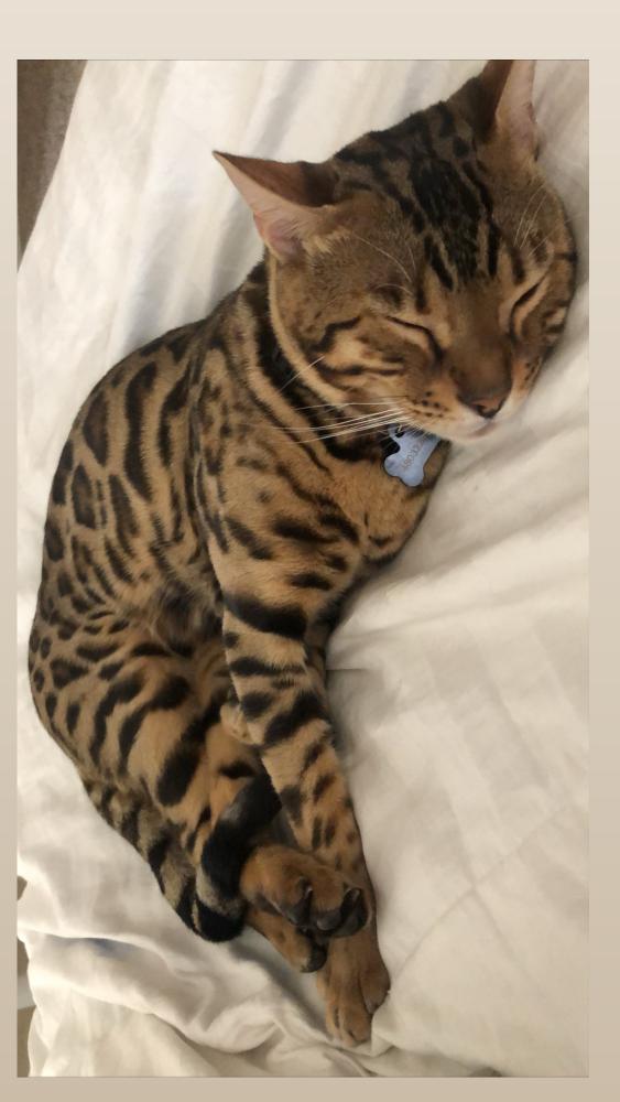 Image of Bruno, Lost Cat