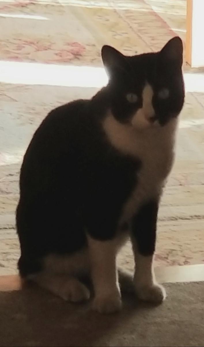 Image of Black & White Tuxedo, Found Cat