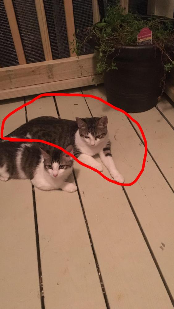 Image of Emme, Lost Cat