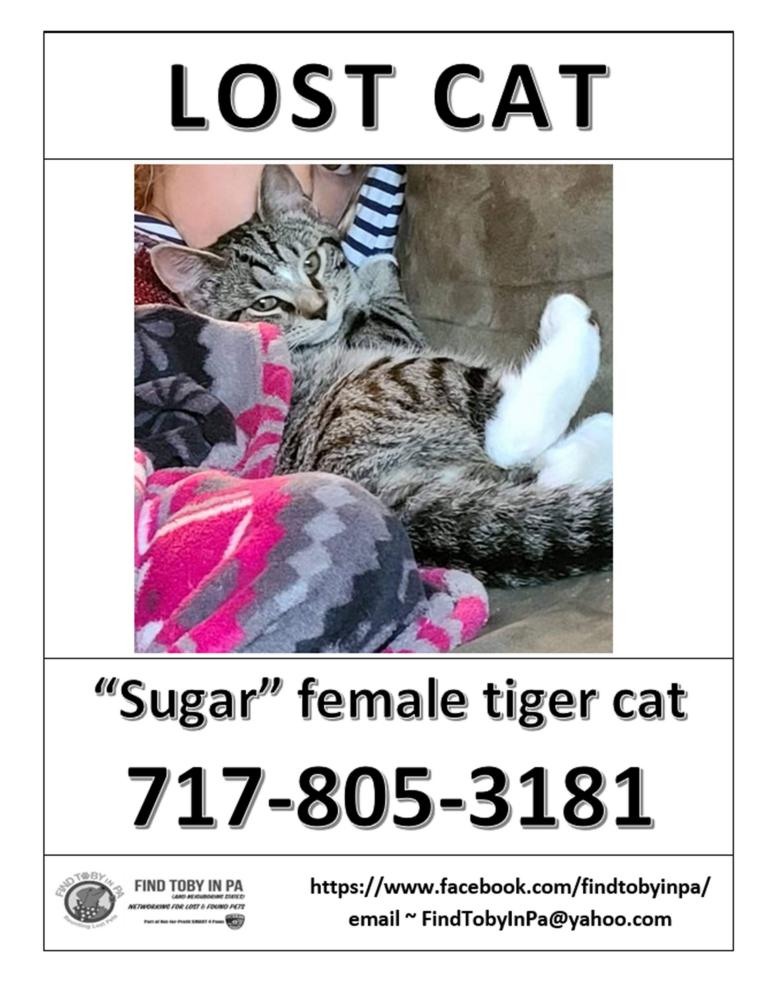 Image of Sugar, Lost Cat