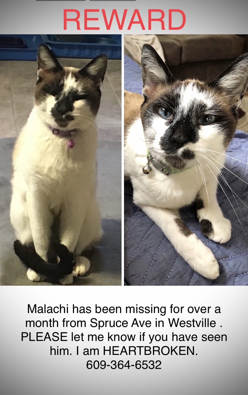 Image of Malachi, Lost Cat