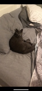 Image of Finlee, Lost Cat