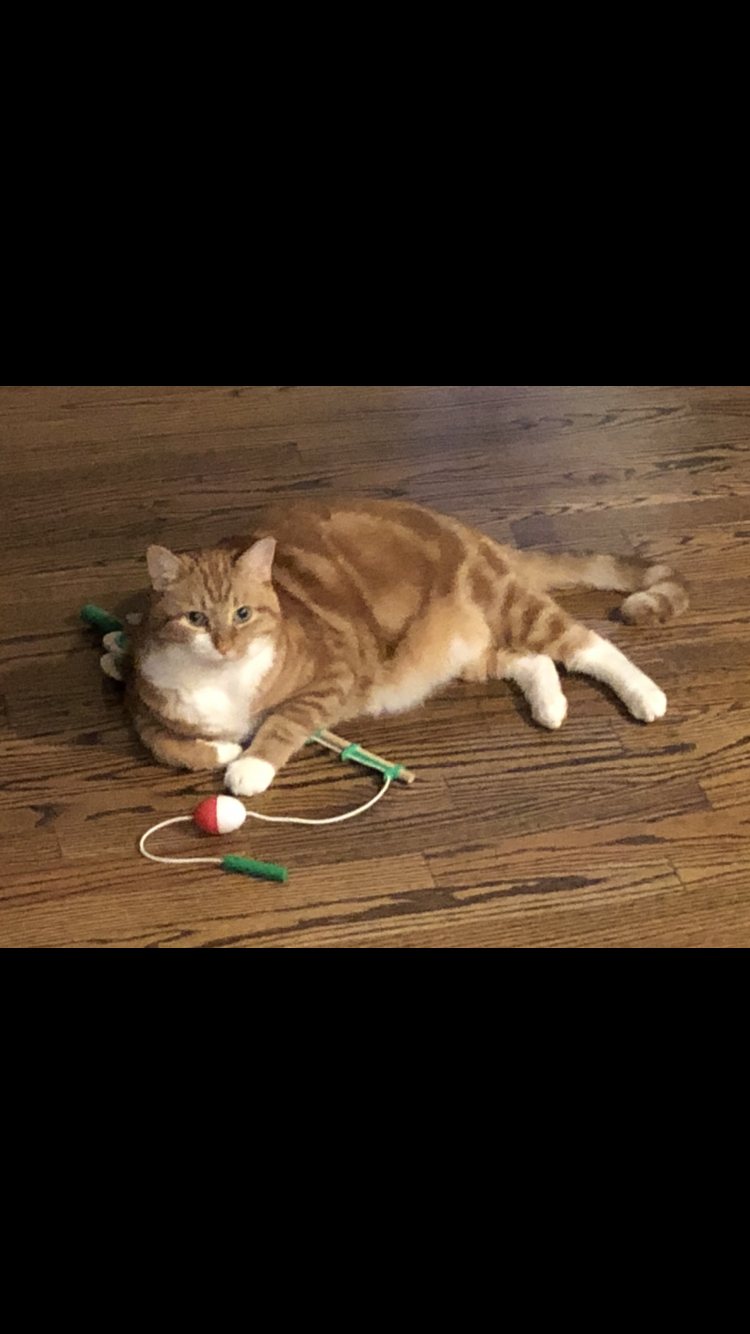 Image of Raymond, Lost Cat