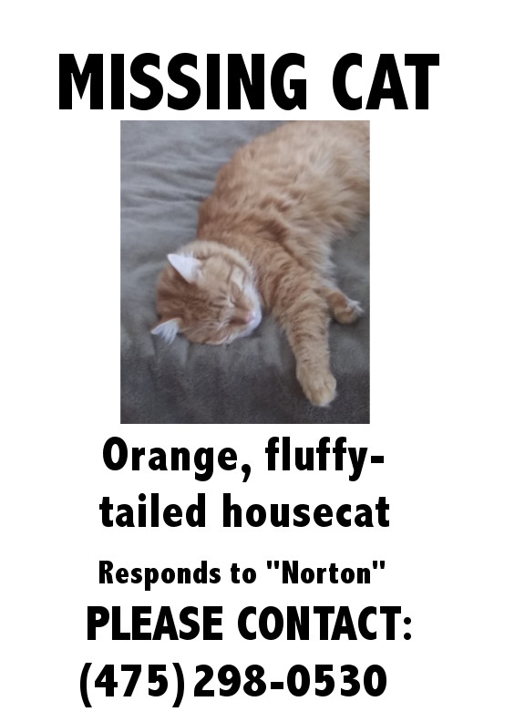 Image of Norton, Lost Cat