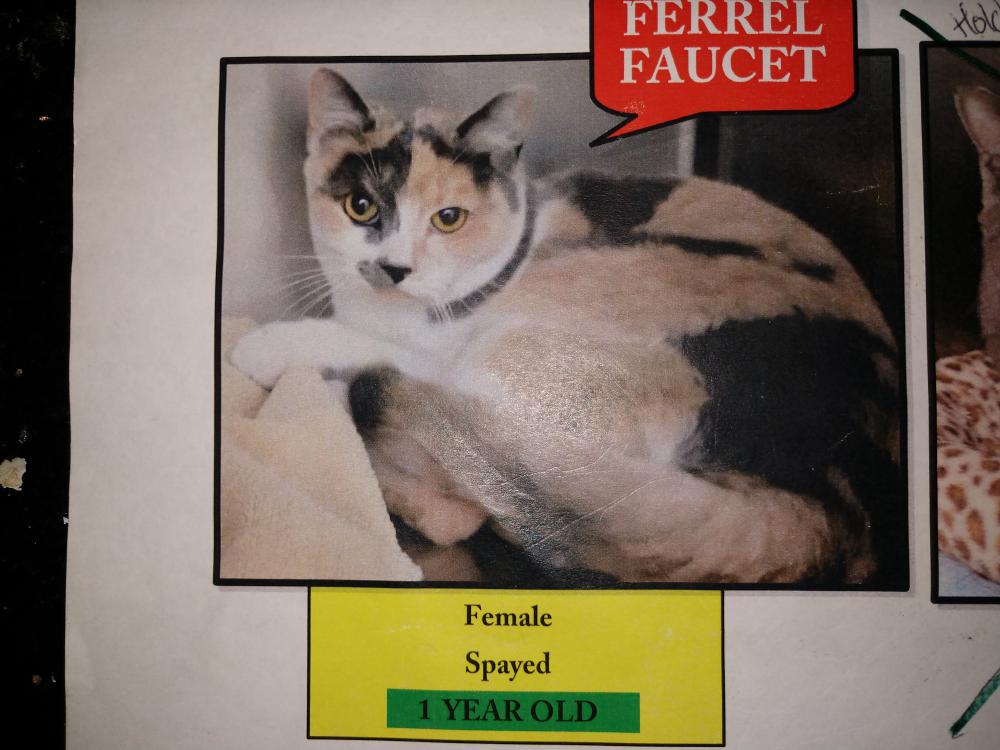 Image of Ferrel Faucet, Lost Cat