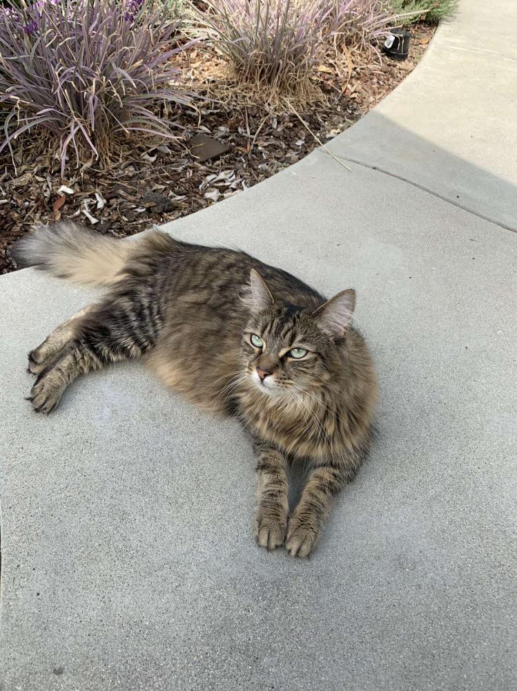 Image of Bobby, Lost Cat