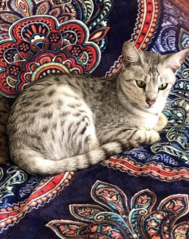 Image of Dharma, Lost Cat