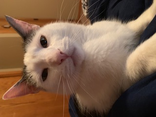 Image of Jack Frost (Frosty), Lost Cat