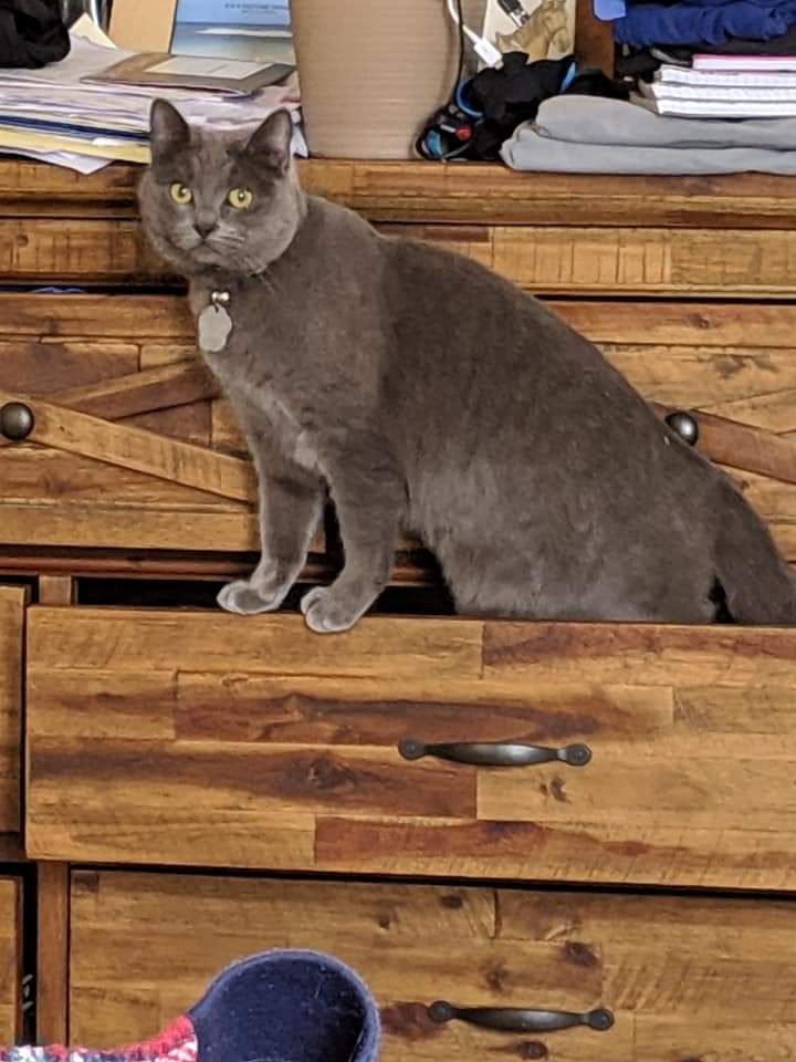 Image of Rey rey, Lost Cat