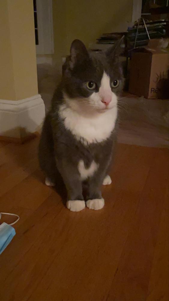 Image of Mish Mish, Lost Cat