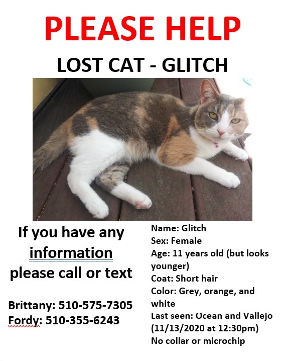Image of GLITCH, Lost Cat