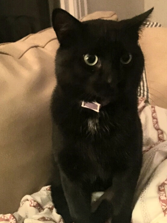 Image of SPOOKY, Lost Cat