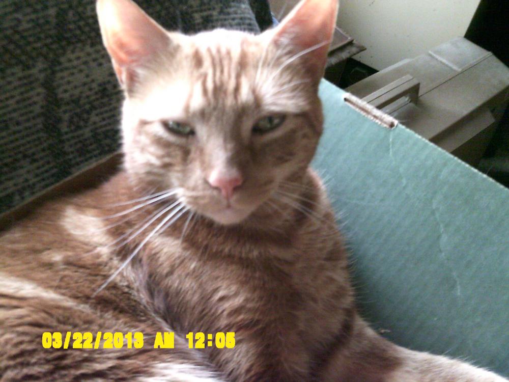 Image of Raphael, Lost Cat