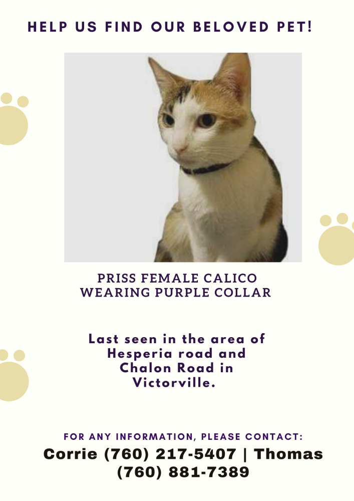 Image of Priss, Lost Cat