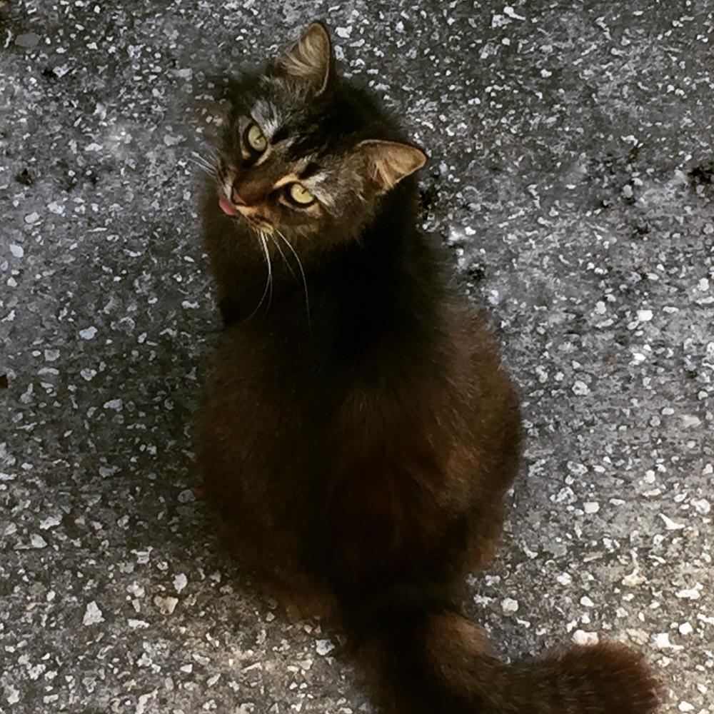 Image of MOORKA, Lost Cat