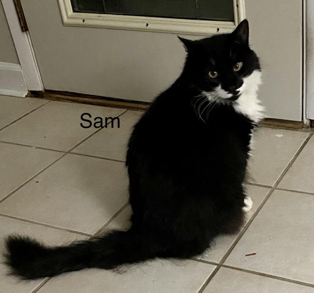 Image of Sam, Lost Cat