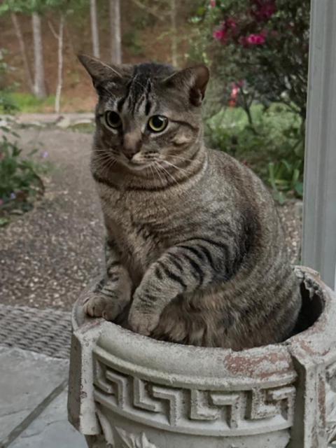Image of LIncoln, Lost Cat