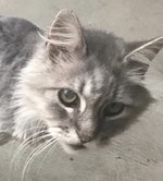 Image of Skitty, Lost Cat