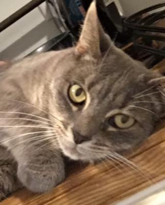 Image of Winter or Grey Kitty, Lost Cat