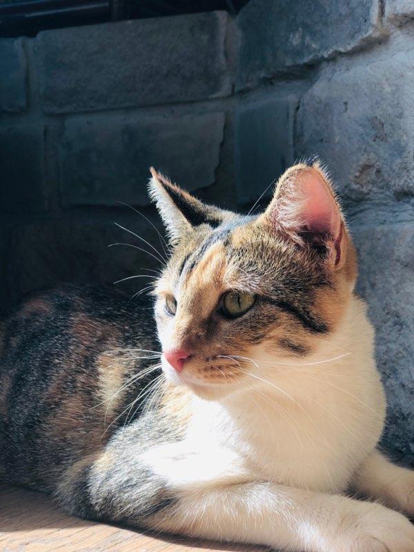 Image of Laura, Lost Cat