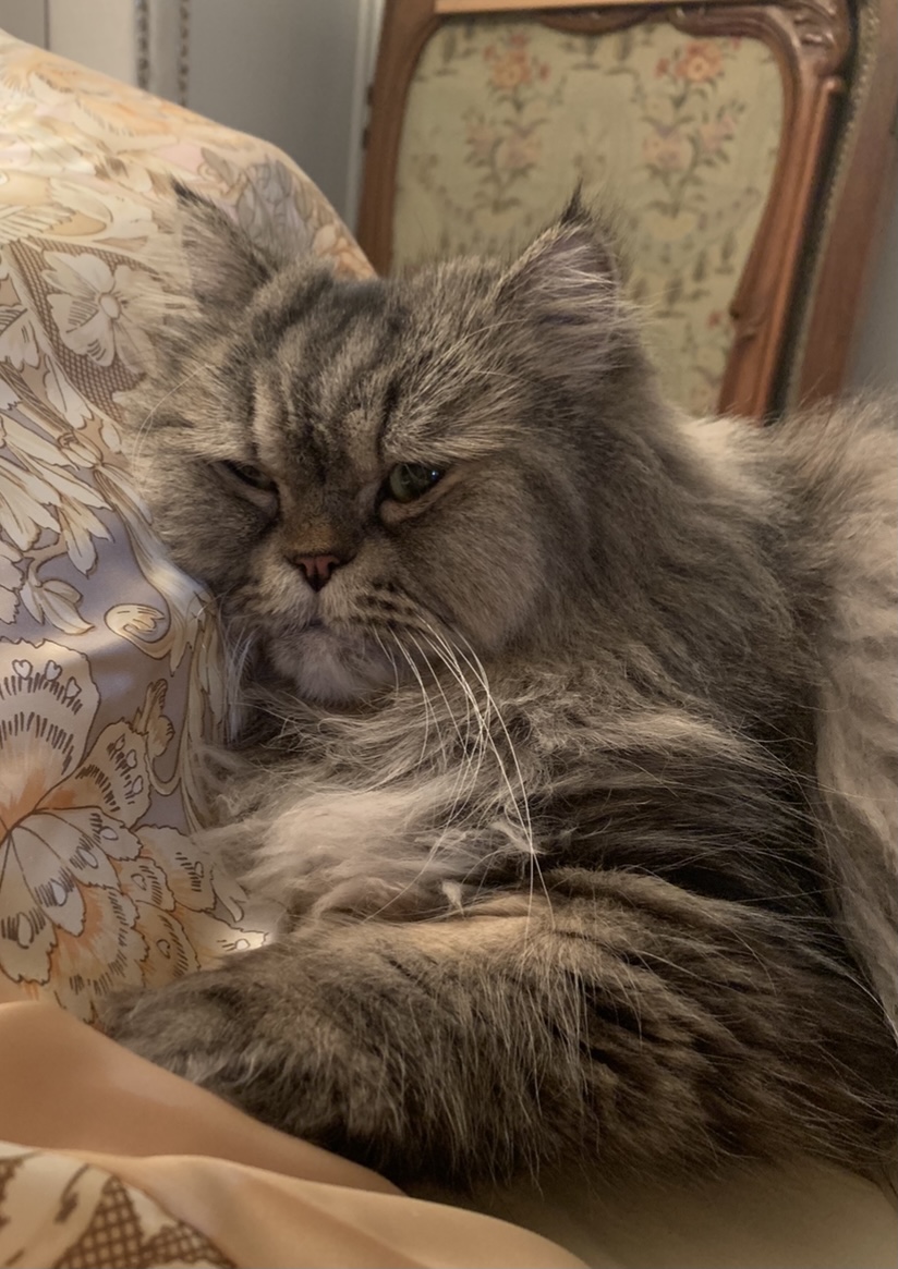 Lost Cat Persian in LAS VEGAS, NV Lost My Kitty
